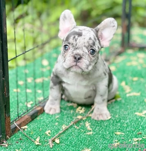 Superniedliche französische Bulldoggenwelpen suchen ein neues Zuhause 