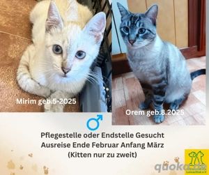 Pflegestelle oder Endstelle gesucht   Großraum München (ca. 100 km Umkreis)!