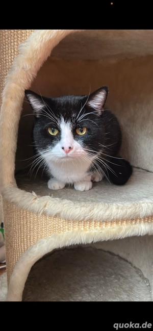 Kater in gute Hände abzugeben 