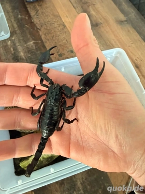 Skorpion (Heterometrus spinifer)