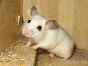 Vielzitzenmäuse, Maus, Nager, Vzm