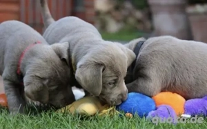Great Silber Labrador Welpen 
