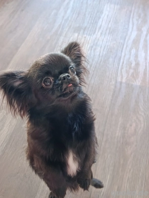 Schwarzer Prinz Chihuahua