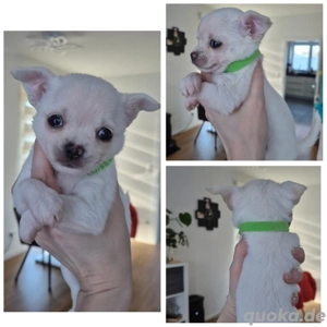 Bildhübsche Chihuahua Welpen 