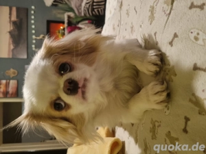 Aus gesundheitlichen Gründen Abzugeben 