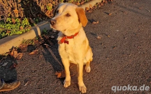 Herzensdiebin Salsa wickelt dich um die Pfote