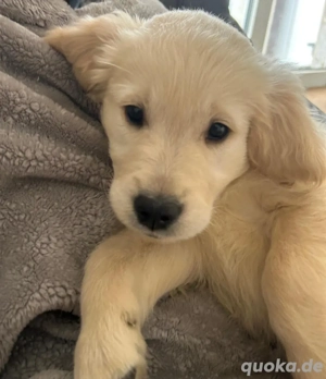 Golden Retriever Welpen