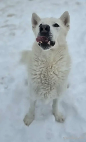 Kenai (geb. 2017) in ungarischem Tierheim sucht ein Zuhause Bild 4