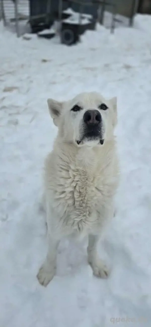 Kenai (geb. 2017) in ungarischem Tierheim sucht ein Zuhause Bild 2