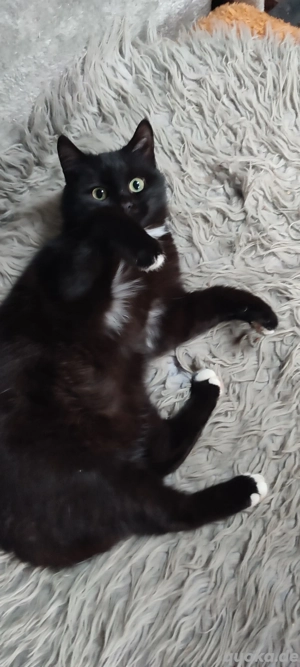  Kater 7 Monate Heilige Burma Mix !