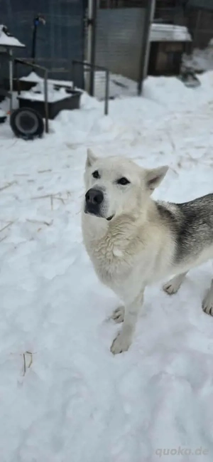 Kenai (geb. 2017) in ungarischem Tierheim sucht ein Zuhause Bild 5