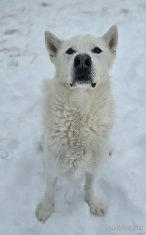 Kenai (geb. 2017) in ungarischem Tierheim sucht ein Zuhause Bild 3