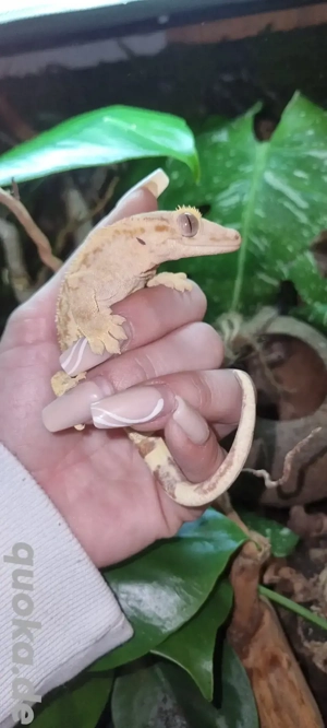 lilly White Phantom kronengecko bock