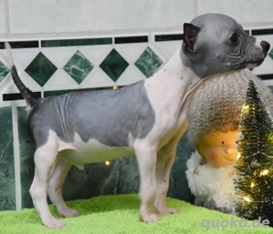American Hairless Terrier Welpen