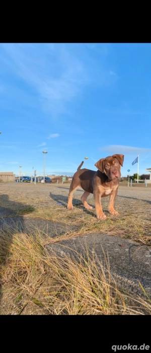 American Bully XL Welpe Rüde ABKC Papiere