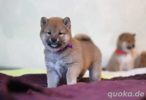  SHIBA INU-Hündinnen mit rotem Fell geboren.