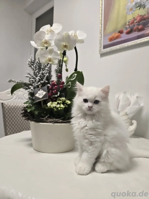 BKH Kitten mit Stammbaum   2x weiß (3 Monate), 2x silber-grau (6 Monate)