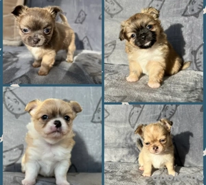 Chihuahua Welpen mit Ahnentafel