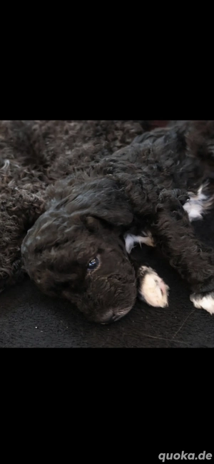 Süße Rüden Welpen 