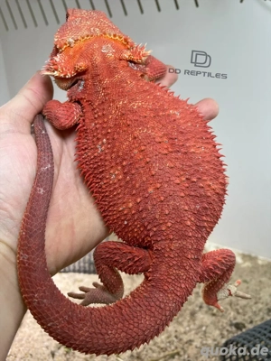 Bartagamen Männchen (Pogona vitticeps) Half red Monster half extreme red Hypo poss. het Trans
