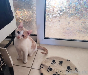 Kätzchen aus dem Tierschutz