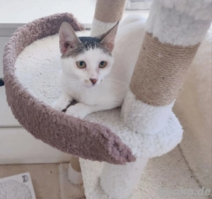 Kätzchen aus dem Tierschutz