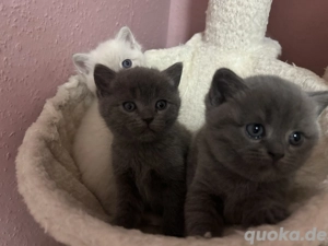 Reinrassige BKH Kätzchen( weiblich männlich) schon bald abgabebereit