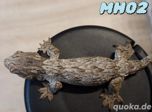 Rhacodactylus leachianus Riesengecko Leachi 