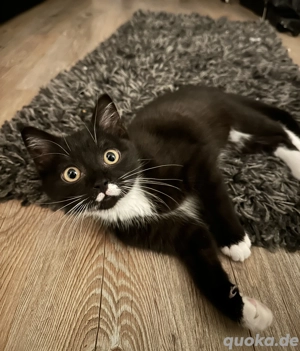 Süßer 16 Wochen alter Kater 