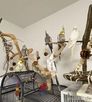 Nymphensittiche unterschiedlichen Alters