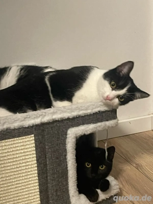 katzen Kitten Babykatzen Babykatze 