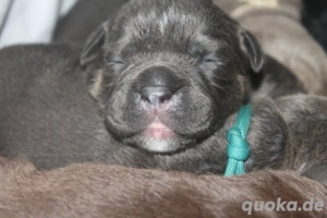 Old English Bulldog (OEB) Welpen suchen ein 5* Zuhause