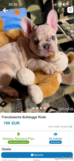 Betrüger dieser Französischen bulldogge