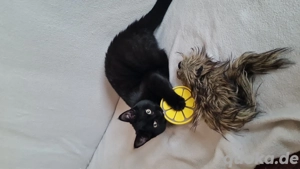 Britisch Langhaar Mix Kater 4Monate