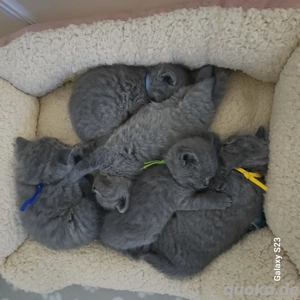 BKH- Kätzchen zu vergeben