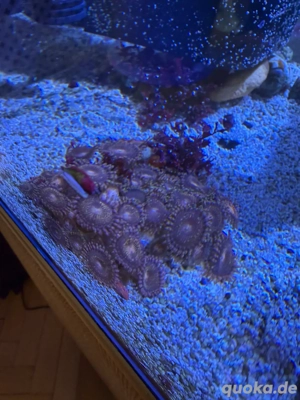 Korallen abzugeben  Bild 3