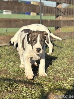 Mischlingswelpen - Doggen Mischlinge 