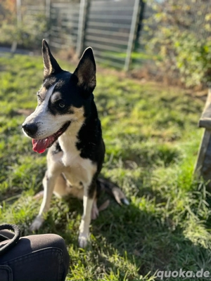 *SHILA* ist ein Husky und bereits in Deutschland 