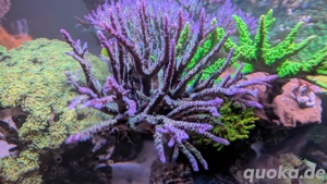Meerwasser Acropora "Electric MIYAGI" XXL