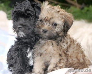 Zuckersüße Bolonka Zwetna Welpen Rüde und Hündin mit Papieren  sucht ein liebevolles Zuhause