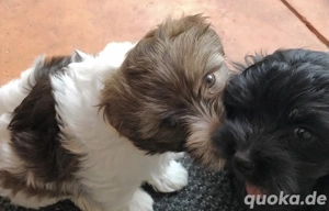  Süßer Bolonka Zwetna Welpen Rüde und Hündin mit Papieren  sucht ein liebevolles Zuhause