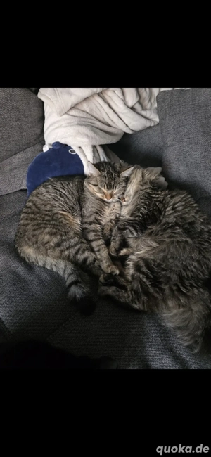 Kleine Ahsoka zu verkaufen