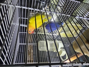 Pfirsichköpfchen und Schwarzköpfchen