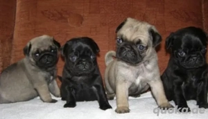 Wunderschöne  Mops welpen mit Papieren
