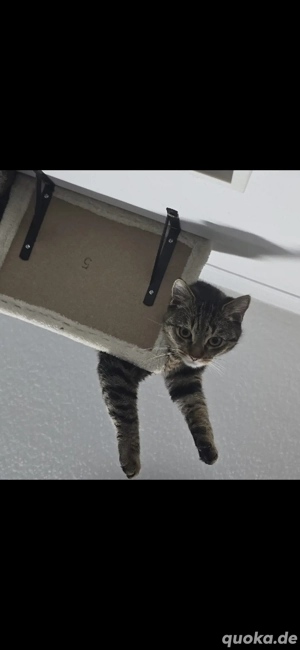 Kleine Möppel zu verkaufen