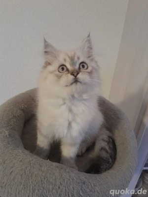 Perser-Maine Coon-Weibchen sucht neues zu Hause!