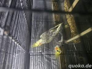 Nymphensittich  Paar  Bild 2