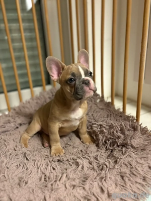 Französische Bulldoggen Welpen 