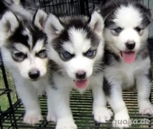 Siberian Husky Welpen mit Papieren und Blaue Augen 