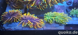 Korallen Ableger Meerwasser Acros , Zoas , SPS, LPS etc
